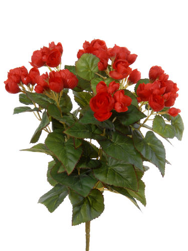 Begonia plant x 37cms   rojo  ( caja.6)