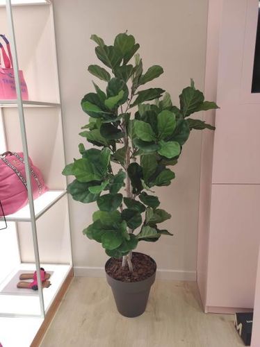 Ficus Lyrata x 175cms  con maceta " Premium "