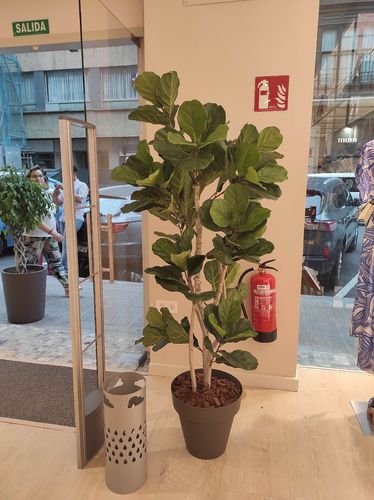 Ficus Lyrata x  200cms con maceta " Premium "