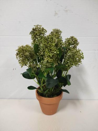 Skimia planta x 37cms con maceta