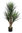 Yucca planta x 3 x 115cms con maceta
