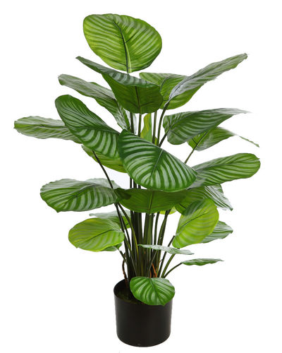 Calathea rallada  planta x 90cms con maceta