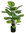 Calathea rallada planta x 90cms con maceta