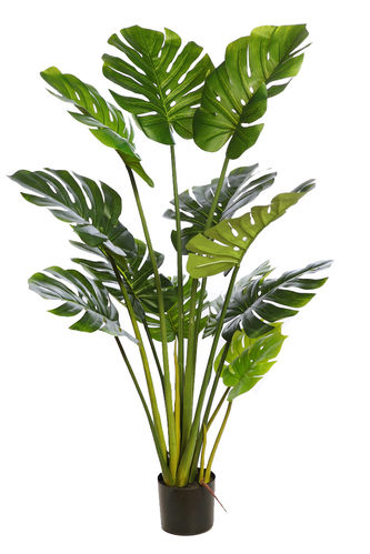 Monstera planta x 18 hojas x 140cms con maceta " premium