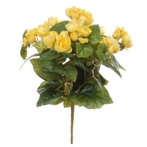 Begonia plant x 37cms amarilla  ( caja.6)