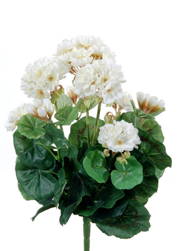 Geranio x 7 flores 36cms - blanco  ( caja.6 )