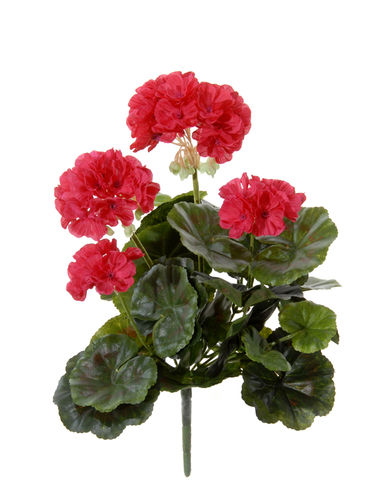 Geranio x 7 flores 36cms - cereza ( caja.6 )