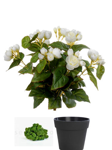 Begonia plant x 34cms blanca  ( caja.6) con maceta+musgo