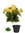 Begonia plant x 34cms amarilla ( caja.6) con maceta+musgo