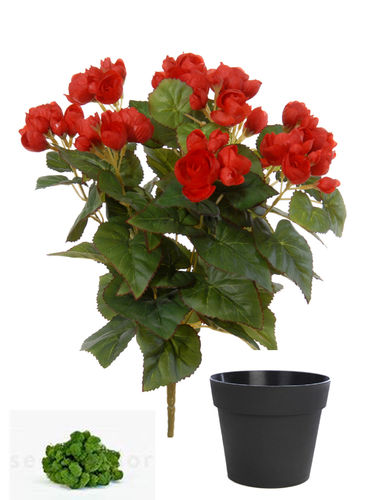 Begonia plant x 34cms rojo ( caja.6) con maceta + musgo