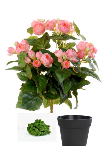 Begonia plant x 34cms rosa ( caja.6) con maceta + musgo