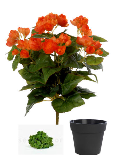 Begonia plant x 34cms naranja ( caja.6) con maceta + musgo