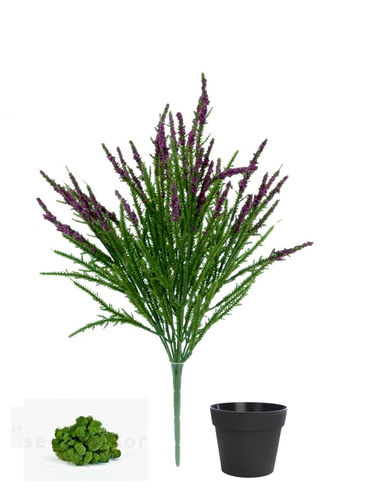 Erica x 35cm con maceta en maceta ( caja.6 ) purpura