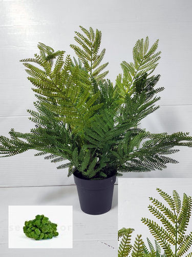 Acacia plant x 50cm con maceta ( caja.6 )