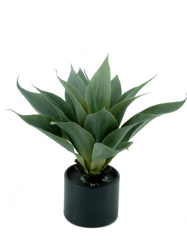 Agave plant x 30cms con maceta ( caja.2 )