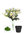 Margaritas ramo x 34cm ( caja.6 ) blanco con maceta