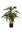 Cordyline plant x 75cms con maceta ( caja.2 )