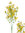 Gipsofila ramo x 34cms amarillo ( caja.12 )