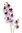 Phalenopsis x 9 flrs - 80cms lilac ( caja.12 )