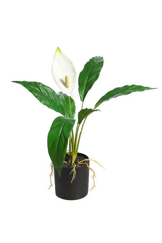 Spatifilium plant x 45cms  co maceta ( caja.6)