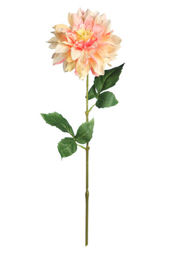 Dhalia vara x 12cm y 60cm  ( caja.12)  rosa