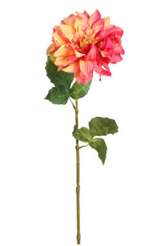 Dhalia vara x 12cm y 60cm  ( caja.12)  rosa