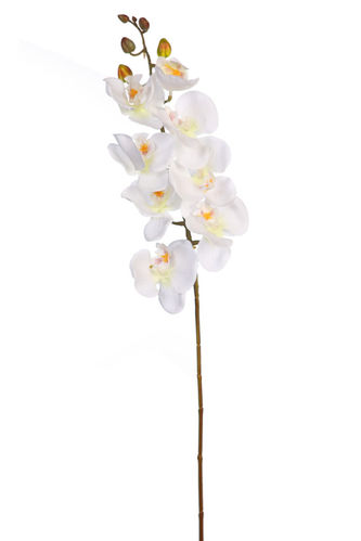 Phalenopsis x 8.flores x 78cms ( caja.12 ) blanca