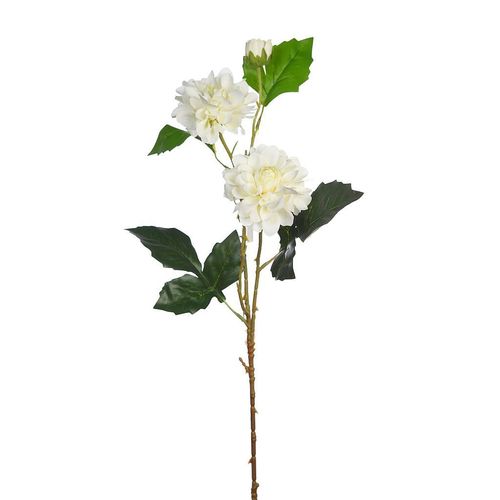 Dhalia vara x 2.flores 9cm y 60cm  ( caja.12)  blanco