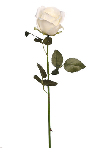 Capullo Rosa x 60cm ( caja.24 )  blanco