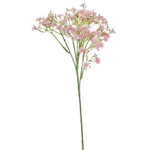 Gipsofila vara x 70cms ( caja.18 )  rosa