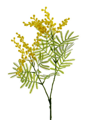 Mimosa Galouises x 80cm ( caja.24 )
