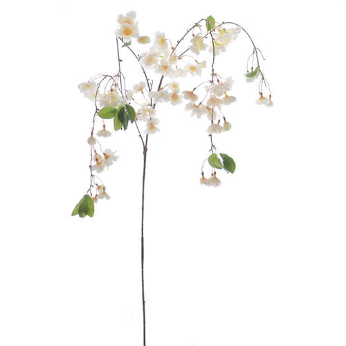 Cerezo Sakura x 90cm ( caja.6 )  crema