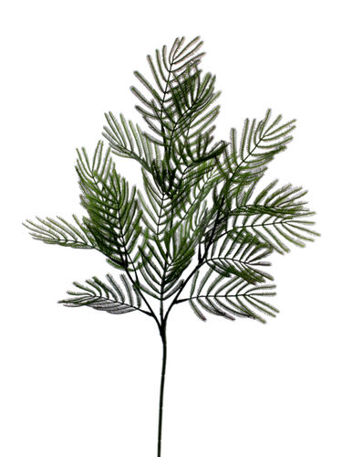 Rama Acacia x 68cm ( caja.12 )  verde