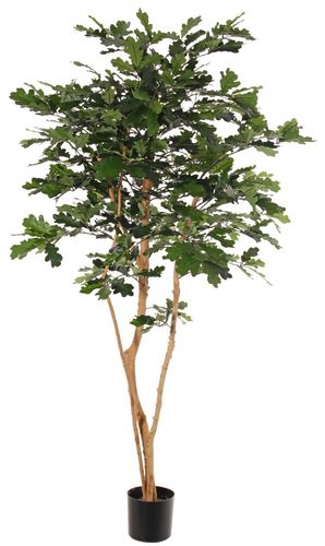 Arbol Quercus/Encina con bellotas x 175cm ( caja.1 )