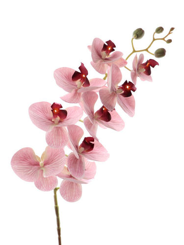 Phalenopsis x 9.flores x 85cms ( caja.12 ) rosada