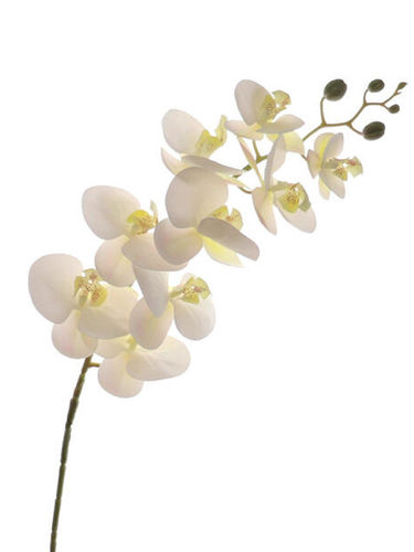 Phalenopsis x 9.flores x 85cms ( caja.12 ) blanco