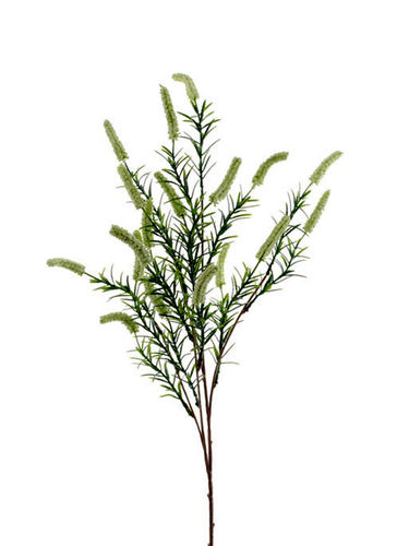 Cetaria rama/flor x 85cm ( caja.12 ) crema