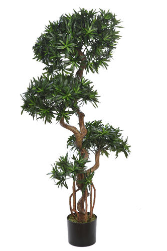 Podocarpus Topyari x 130cms con maceta