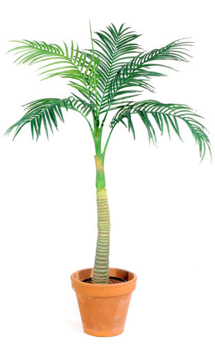 Fhoenix palm x 150cms con maceta
