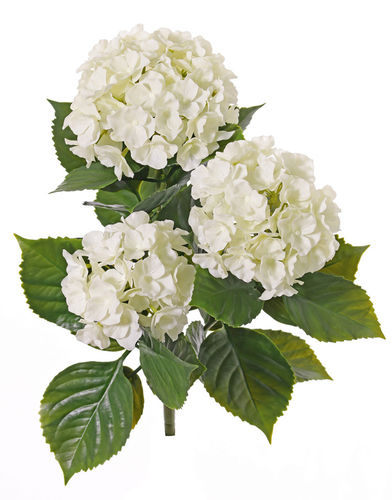 Hortensias x 5 tallos  x 36cm  blanca  ( caja.6 )