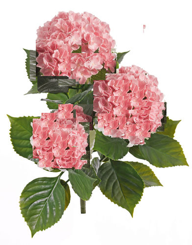 Hortensias x 5 tallos  x 36cm  rosa  ( caja.6 )