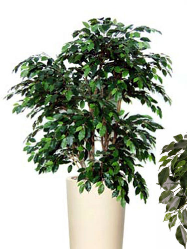 Ficus benjamina Exotic x 150cm con maceta