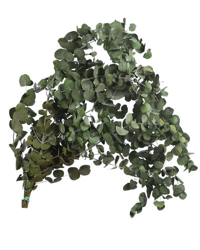 Eucaliptus Espiral/Cineraria 60/70cm .. verde
