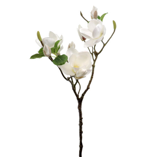 Magnolia Soulangiana x 76cm blanca