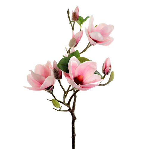 Magnolia Soulangiana x 76cm rosada