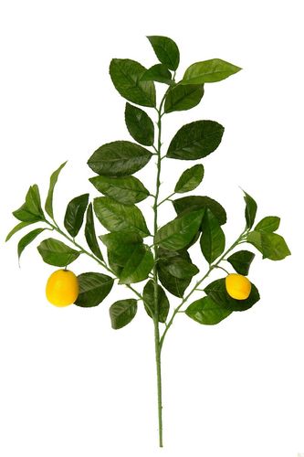 Limonero, rama x 68cms con fruto - montaje arbol