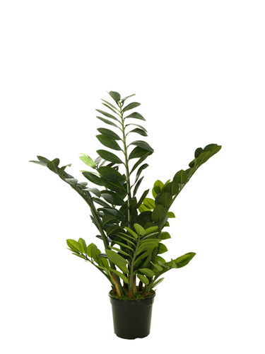 Zamifolia x 100cms con maceta